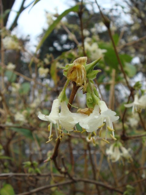 Lonicera x purpusii fleur P1D